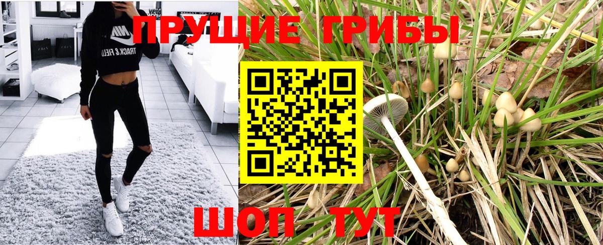 Галлюциногенные грибы Psilocybe Балтийск
